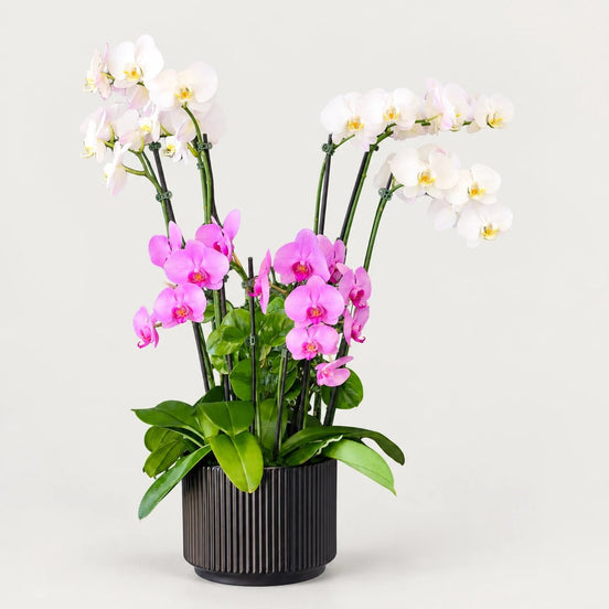 Orchid Elegance - Flower World