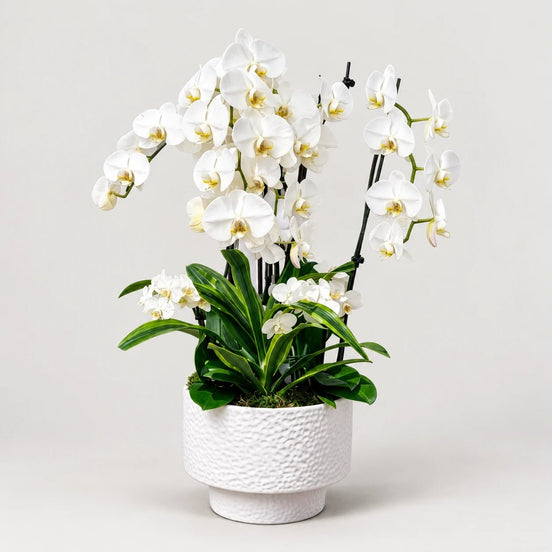 Orchid Paradise - Flower World