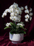 Orchid Paradise - Flower World