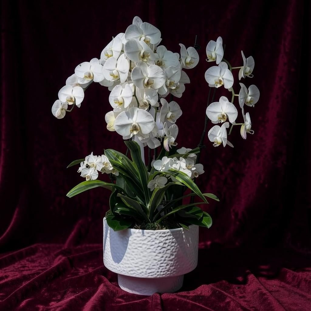 Orchid Paradise - Flower World