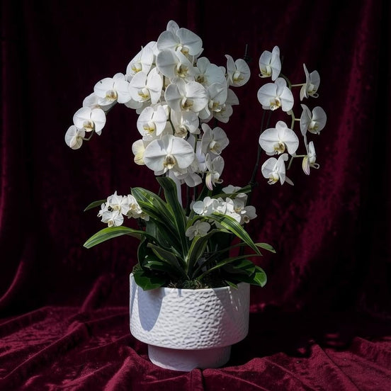 Orchid Paradise - Flower World
