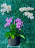 Purple & White Orchid Garden - Flower World