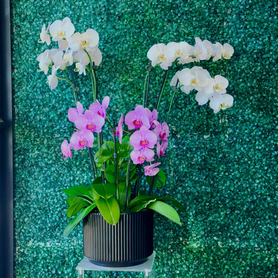 Purple & White Orchid Garden - Flower World