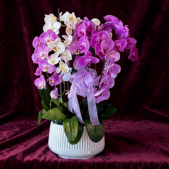 Purple & White Orchid Planter - Flower World
